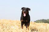 BEAUCERON 494